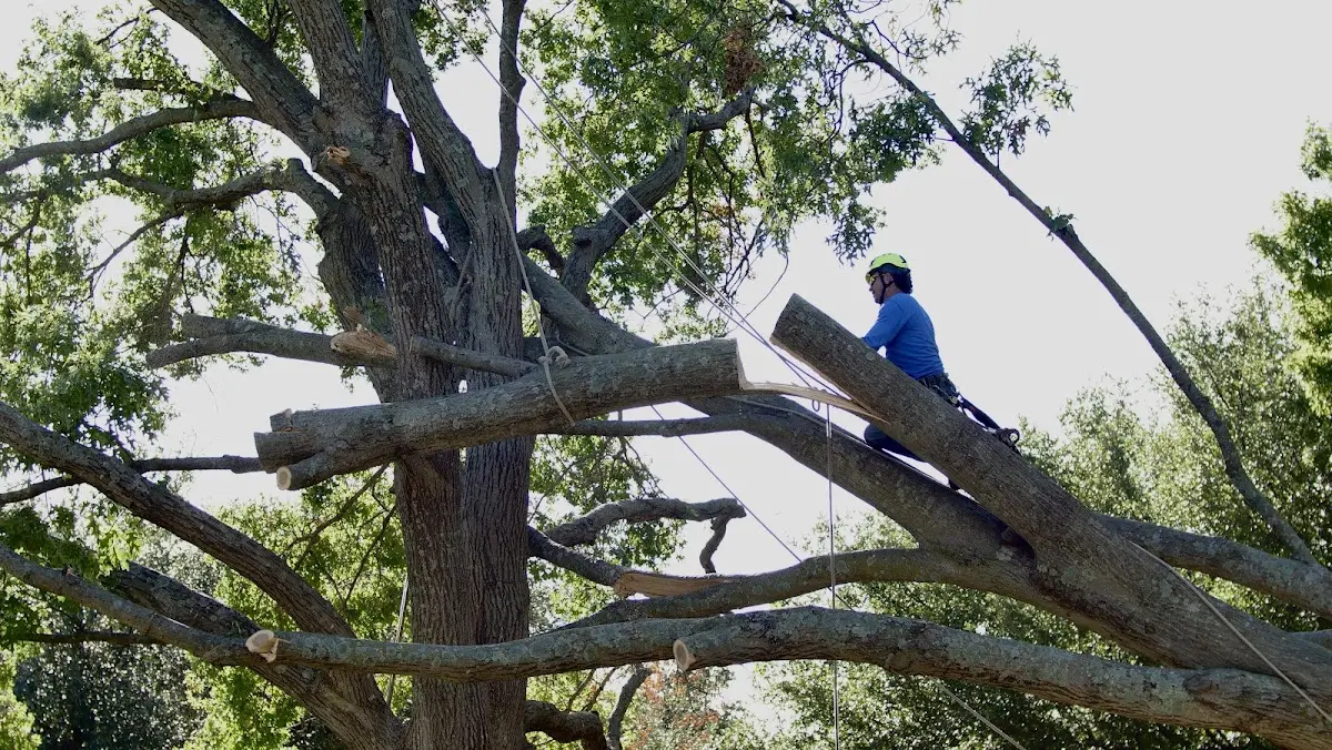 Professional Crown Thinning performed by certified arborists in Viola